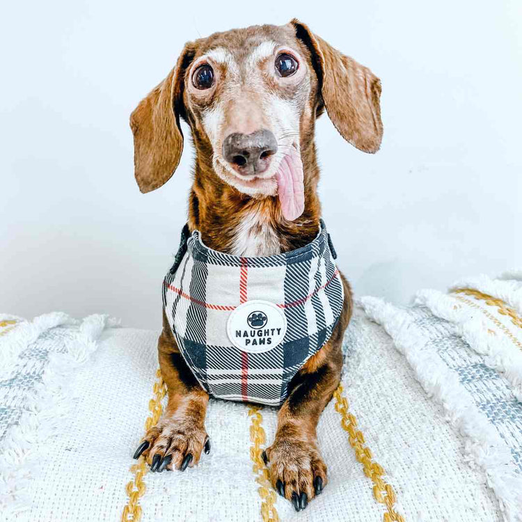 Handmade Chest Harness