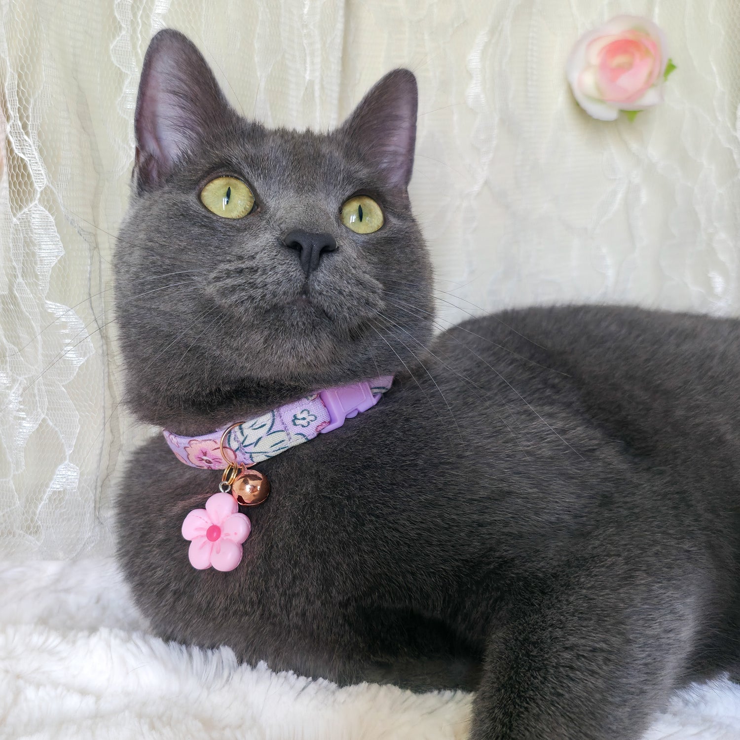 Breakaway Cat Collars