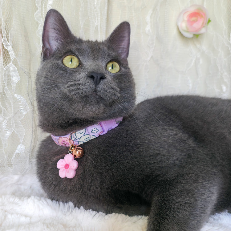 Breakaway Cat Collars