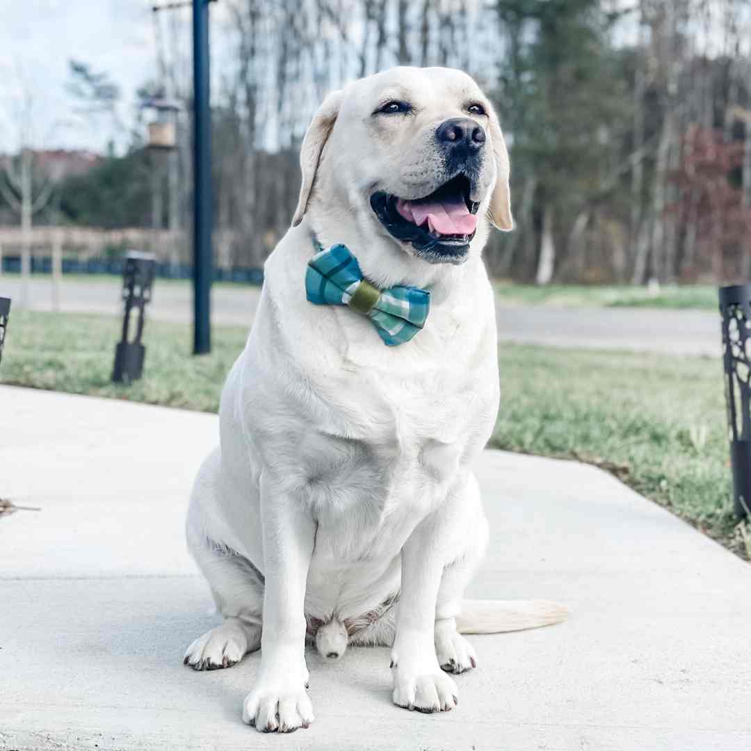 Labrador best sale bow tie