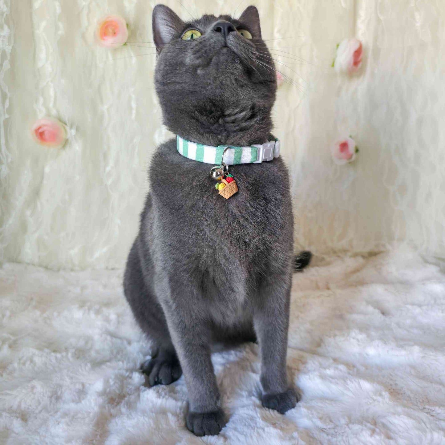 cat wearing mint striped collar with green stripes aesthetic pet photo