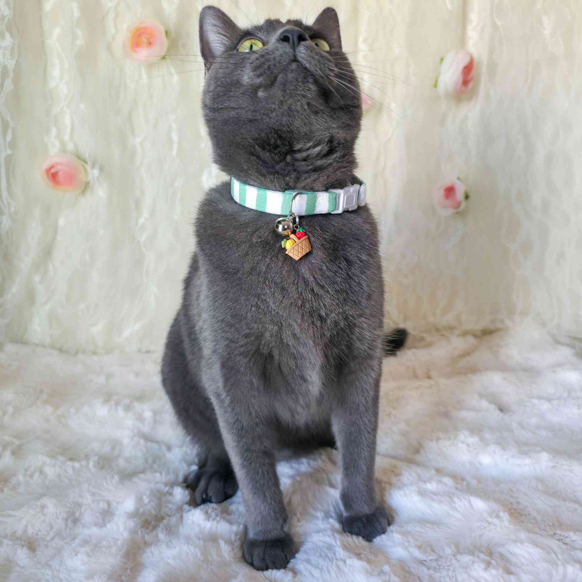 cat wearing mint striped collar with green stripes aesthetic pet photo