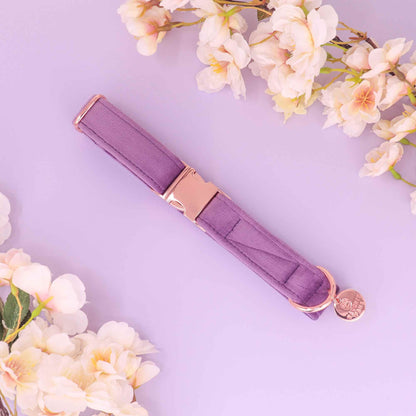 Lavender velvet dog collar with rose gold hardware from the Florence luxury dog accessory collection