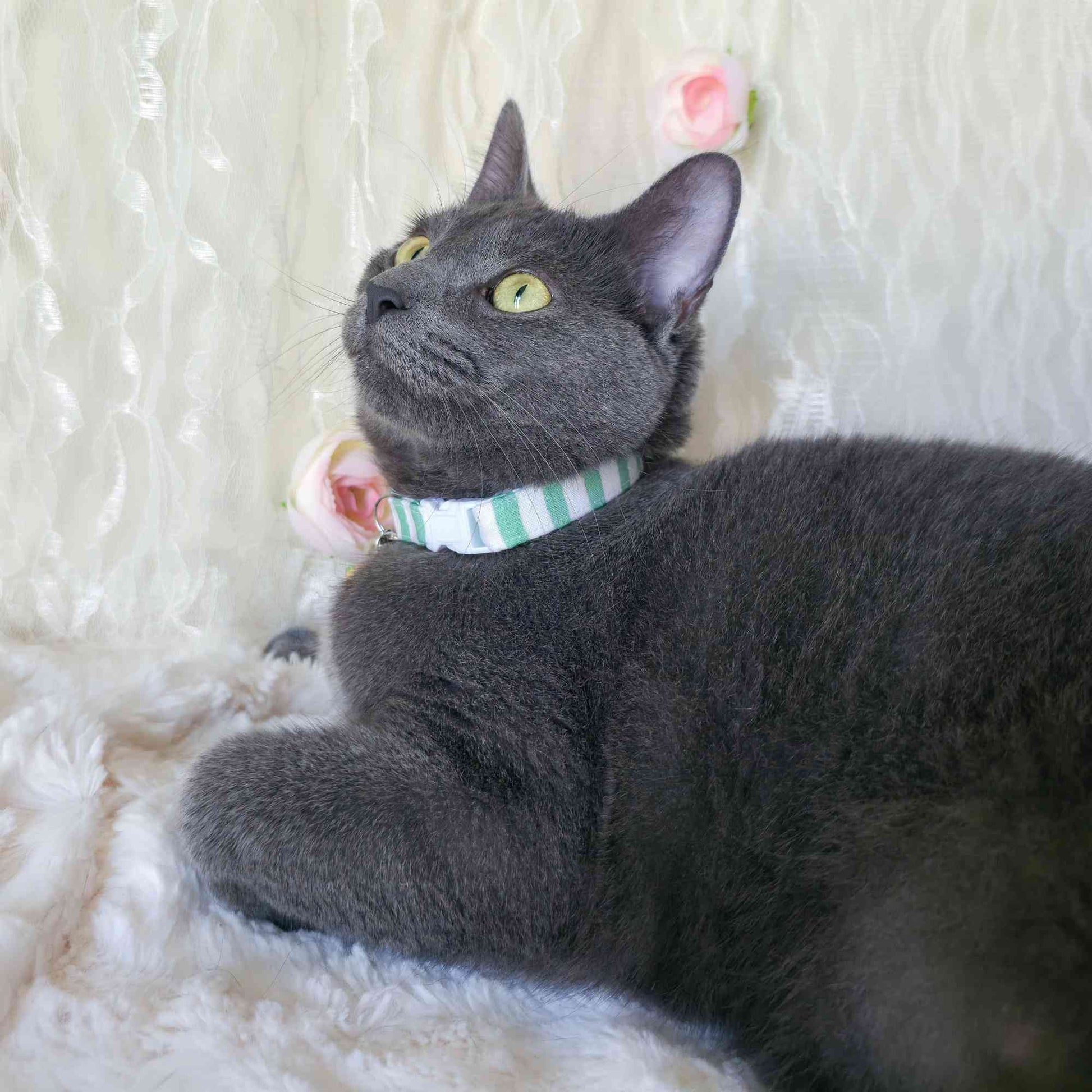 green striped cat collar lightweight design with safety breakaway buckle