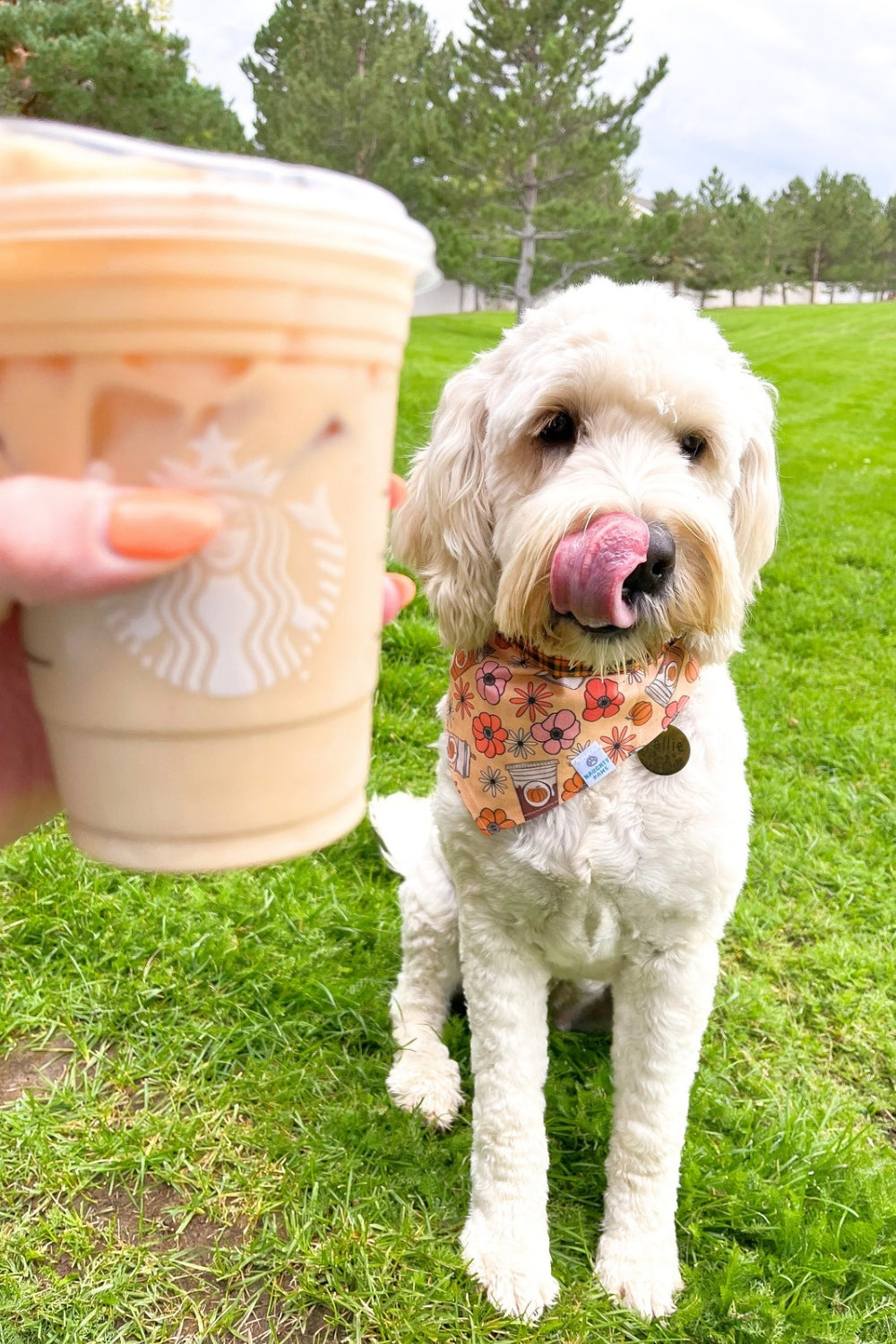A white doodle dog wearing a fall pumpkin bandana sits on a green grassy lawn, while a hand holds up a Starbucks iced coffee cup in the foreground