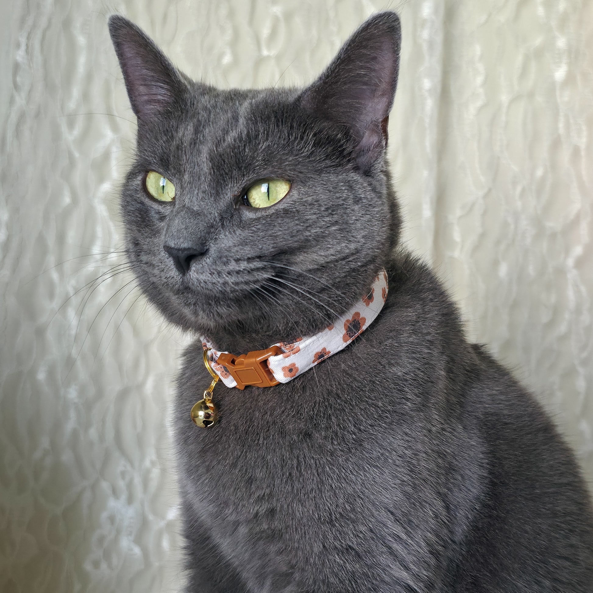 A gray cat wearing a patterned collar with a small gold bell, photographed against a textured cream curtain background.