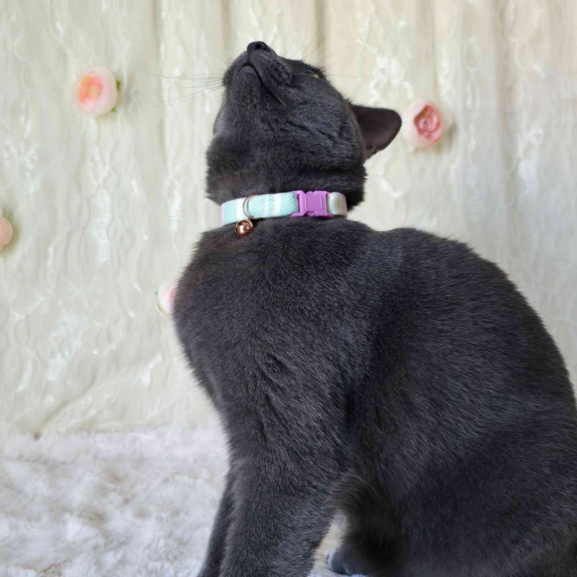 cat wearing pink and mint plaid collar soft lighting aesthetic